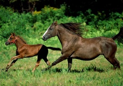 TOGETHER GALLOPING