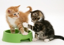 cute playing kittens