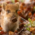 wild boar piglet in the netherlands