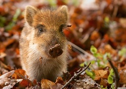 wild boar piglet in the netherlands