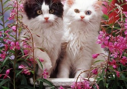Black and White Kittens