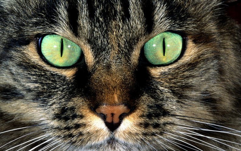 cat_green_eyes.jpg