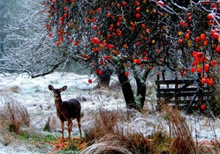 doe under an apple tree in winter