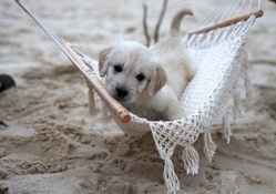 Come in my hammock!