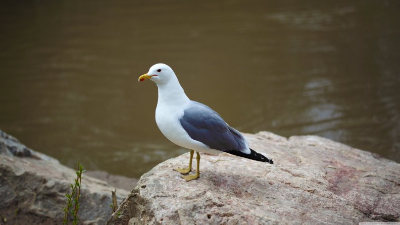 seagull standing on a rock