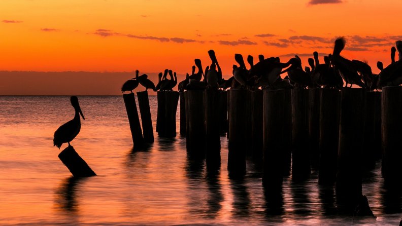 pelicans on wooden pylons at sunset
