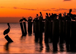 pelicans on wooden pylons at sunset