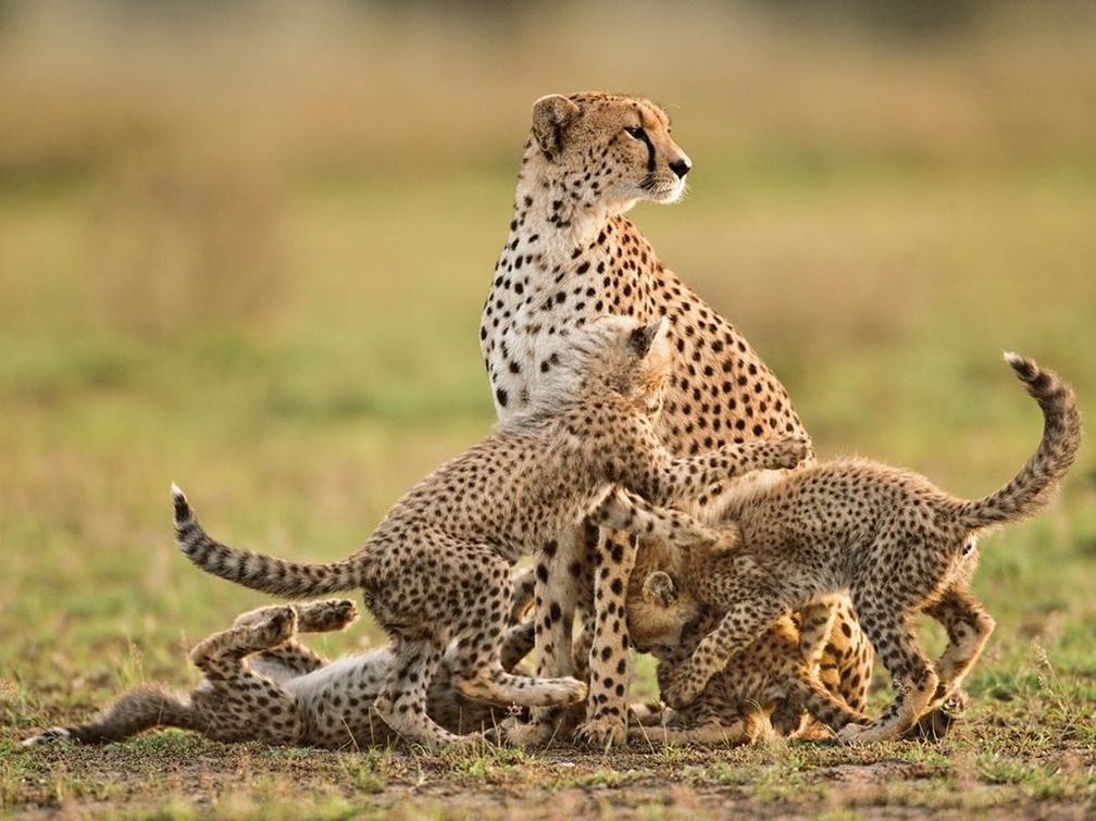 Cheetah mother and cubs lanting