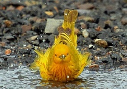 Yellow Bird Bath