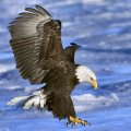 Bald Eagle in Flight 1