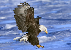 Bald Eagle in Flight 1