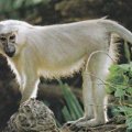 colobus monkey