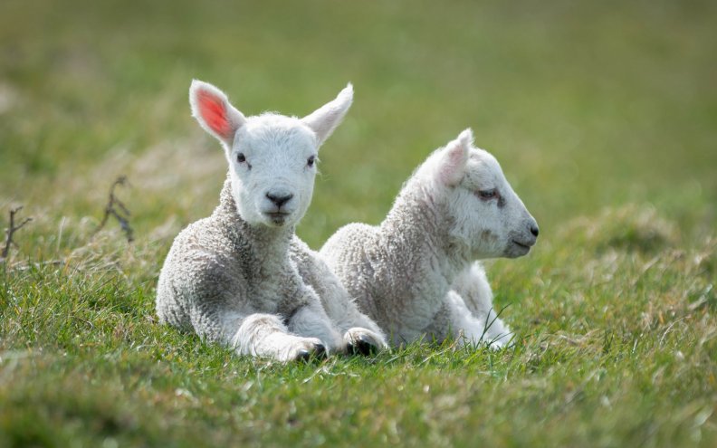 lovely_lambs.jpg