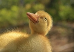 Happy duckling