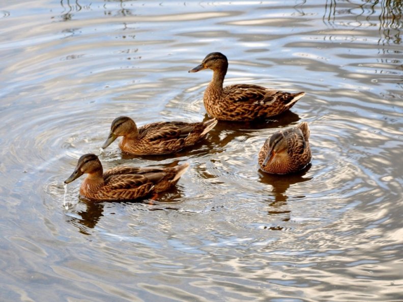 ducks_in_a_pond.jpg