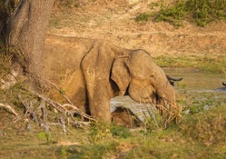 Mother Elephant and Baby Drinking
