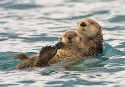 Otter &amp; baby