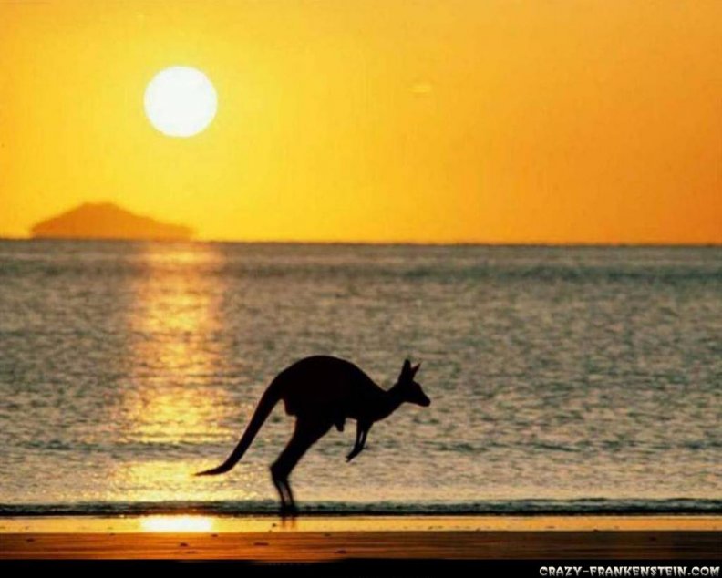 kangaroo_at_sunset.jpg