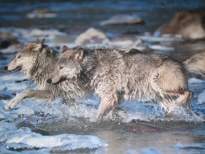 wolves running through water