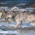 wolves running through water