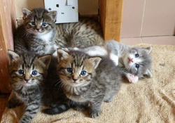 Baby kittens.