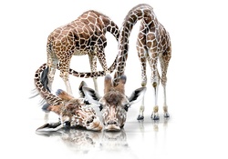 Adorable giraffes