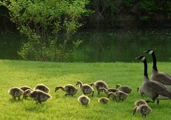 a family of canadian geese