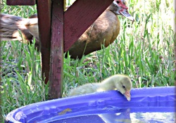 Baby gosling looks different then the other mama's, muscovy ducklings