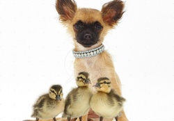 Chihuahua with ducklings