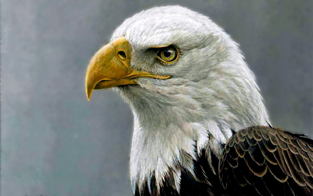 American Bald Eagle F