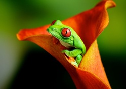 Frog Inside Orange Flower