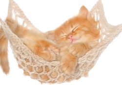 Little Ginger Kitten Sleeping in Her Hammock