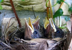 Young blackbirds