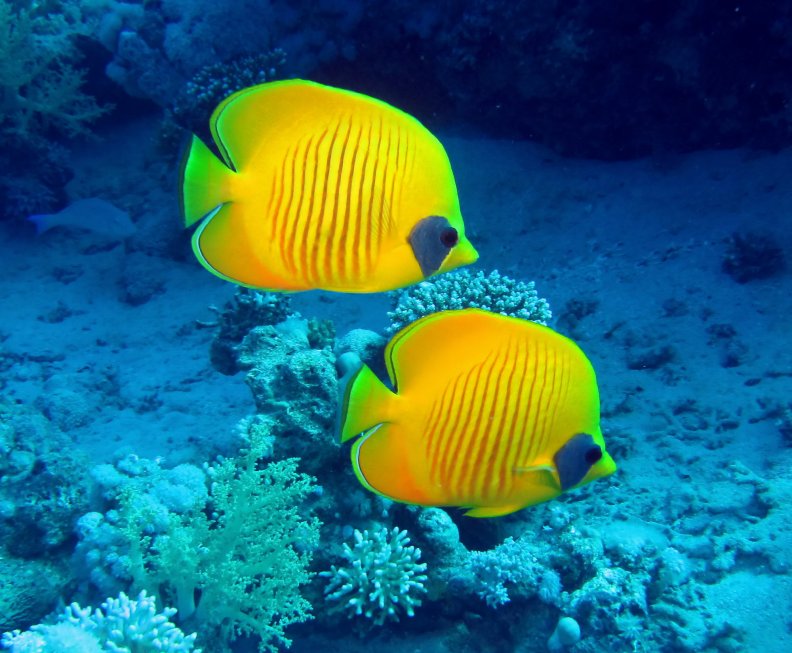 ♥Tropical Fishes♥