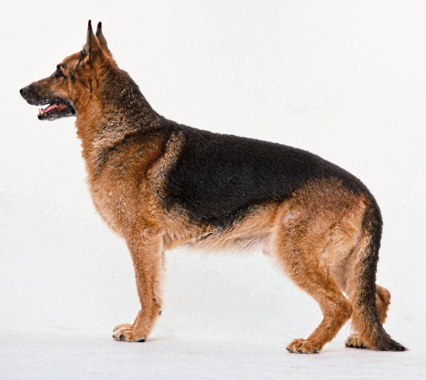 dog profile