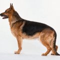 dog profile