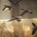canadian geese taking flight