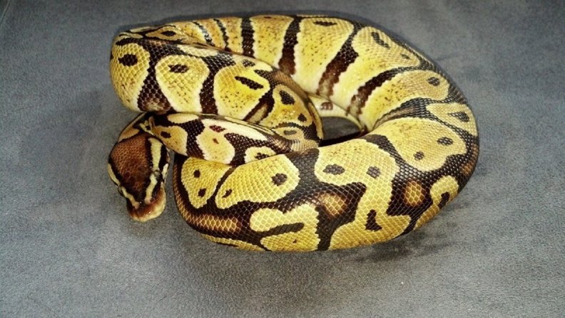 Juvenile Pastel Ball Python