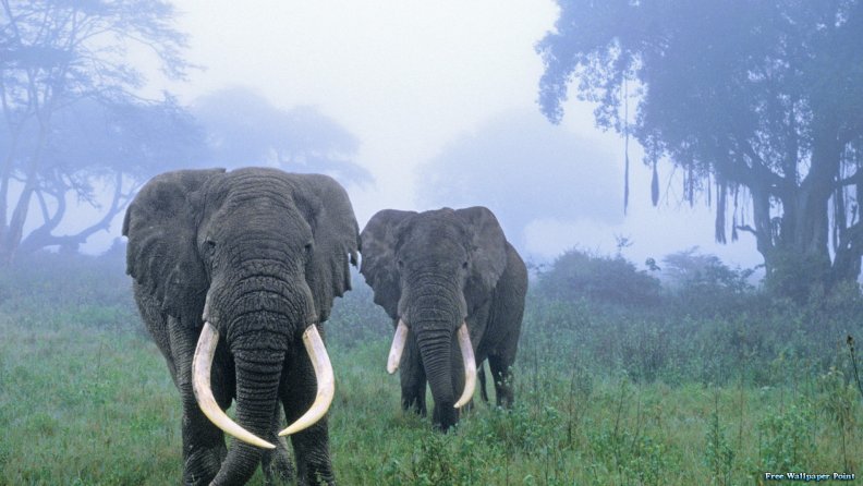 Two Elephants in the mist