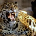 Ferocious Leopard