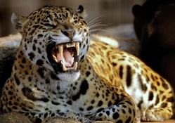 Ferocious Leopard