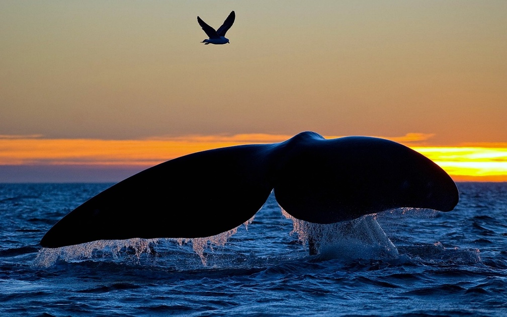 Whale Diving at Sunset
