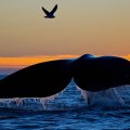 Whale Diving at Sunset