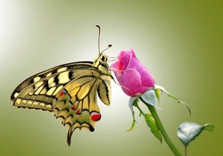 Butterfly On Rose Bud