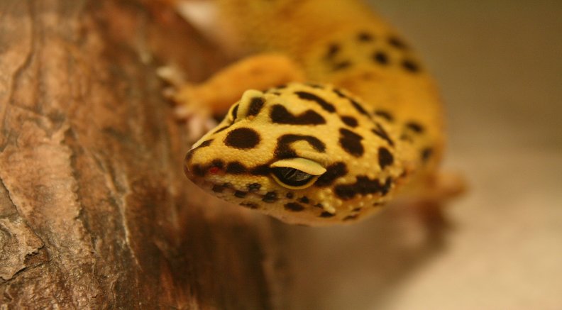 leopard_gecko.jpg