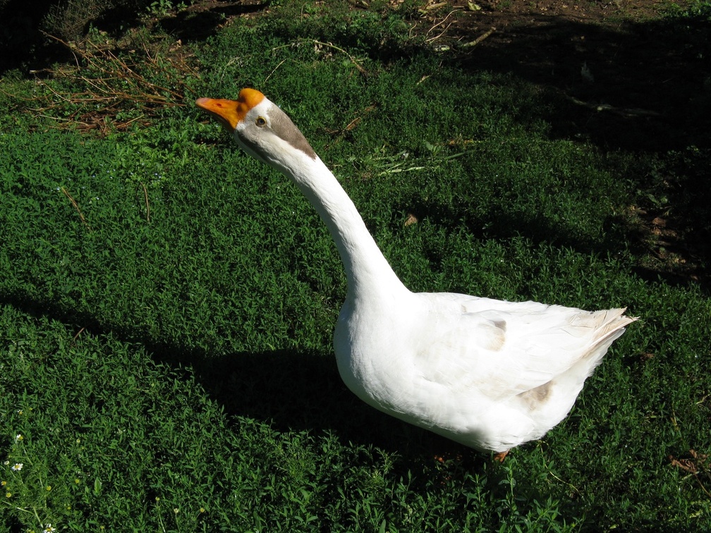 Fifi the goose