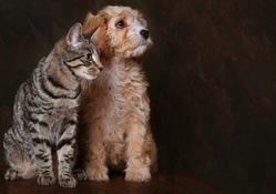 * DOG AND CAT *