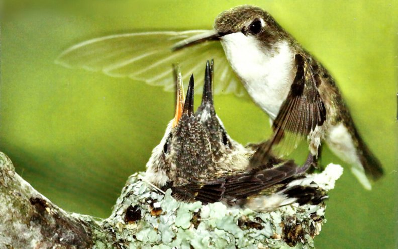 ruby_throated_hummingbird.jpg