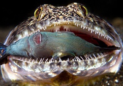 Lizardfish with a fish