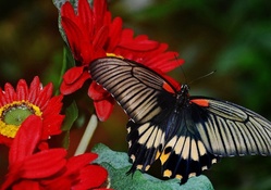Butterfly on red flower